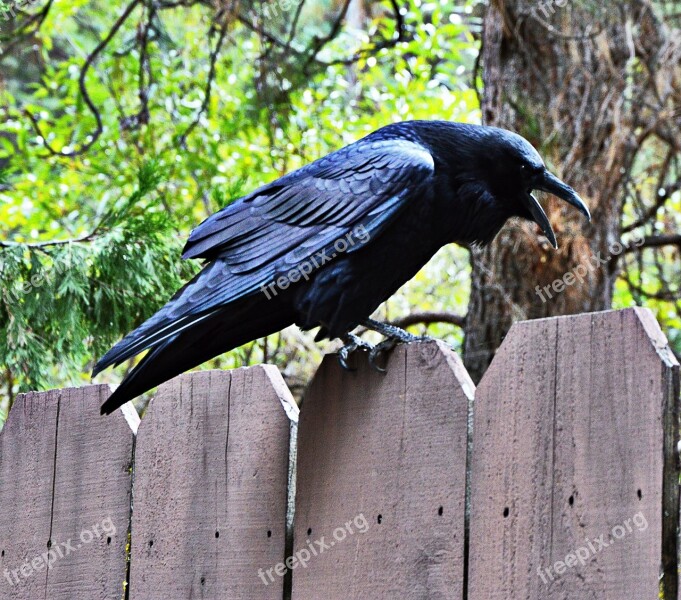 Raven Black Bird Raven Bird Free Photos