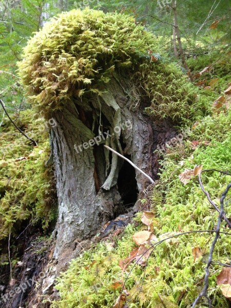 Stump Moss Forest Green Landscape