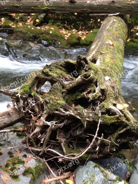 Tree Scenery Stump Fallen Log Free Photos