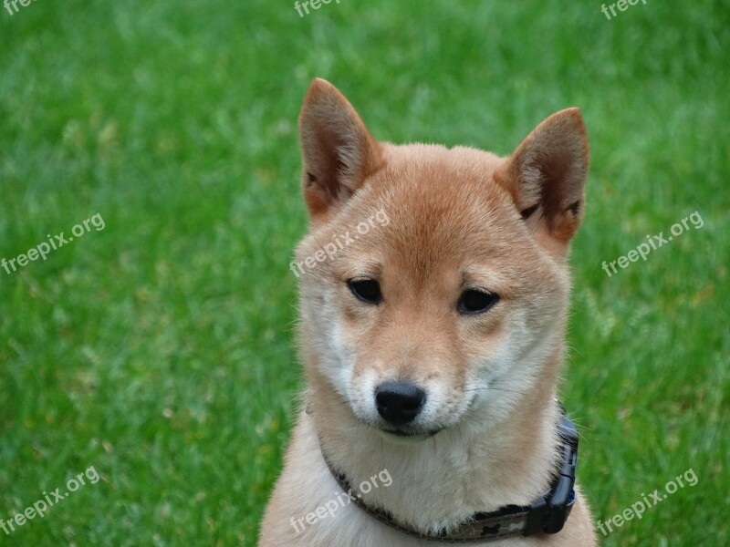 Dog Remote Access Shiba Inu Pet Portrait