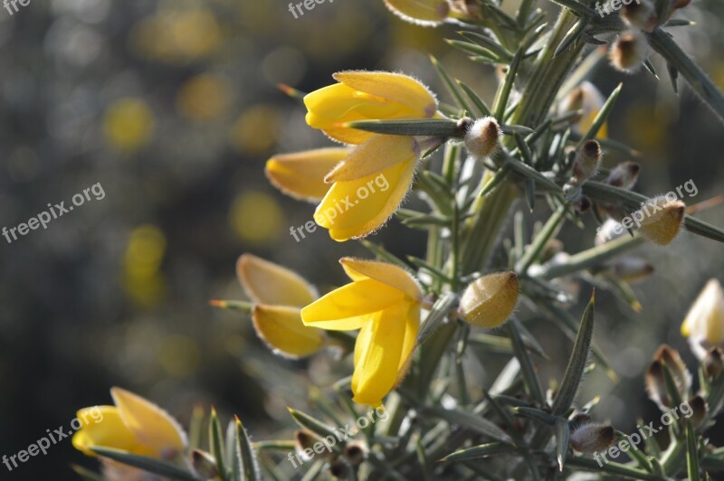 Gorse Yellow Green Nature Spring