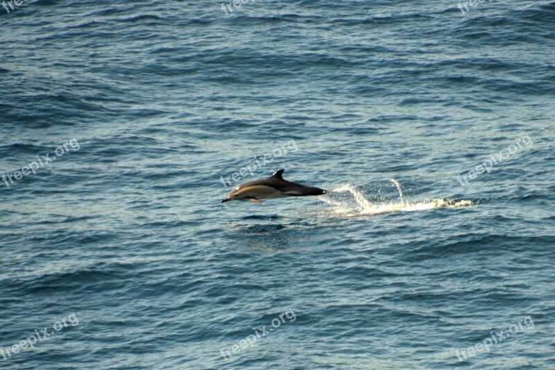 Dolphin Atlantic Meeresbewohner Water Creature Marine Mammals