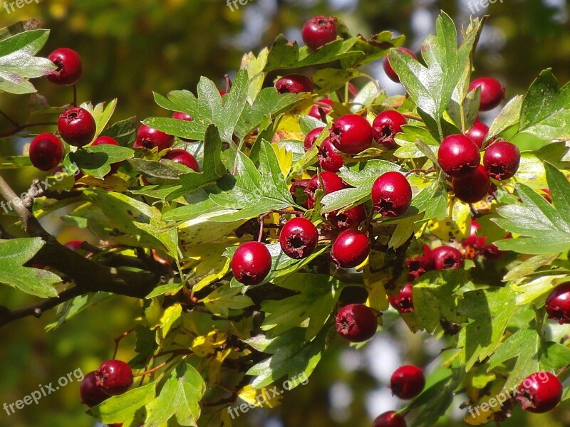 Hawthorn Hawthorn Berries Berry Red Autumn Fruit Medicinal Plant