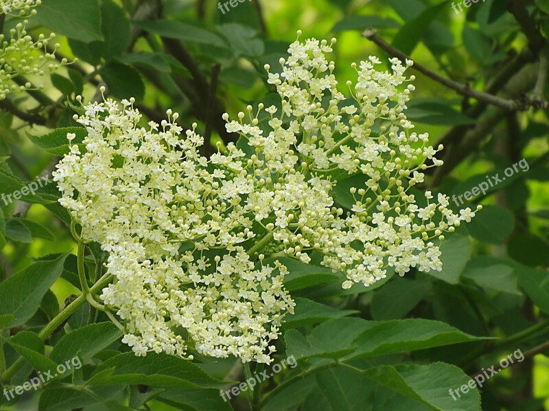 Elderflower Elder White Bush Holder Bush