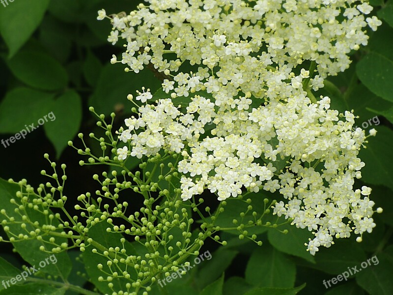 Elderflower Holler Sambucus Nigra Holder Bush Elder