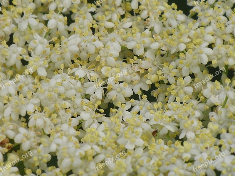 Elderflower Background Blossom Bloom Nature