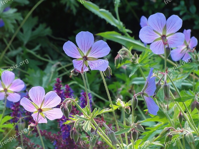 Blue Flowers Flowers Flower Blue Nature