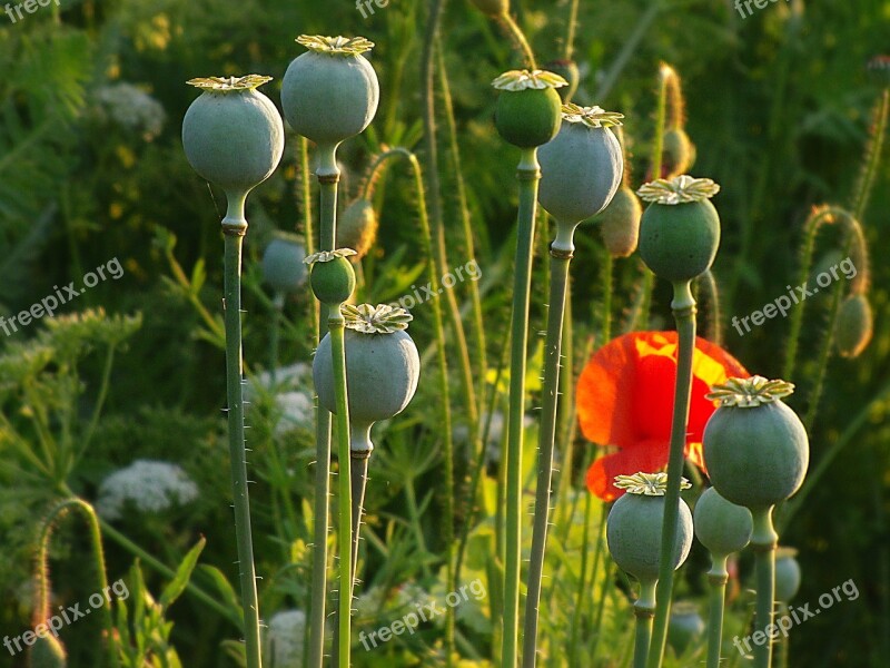 Poppy Klatschmohn Poppy Flower Red Field Of Poppies