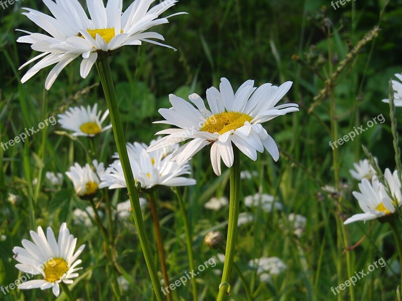 Margarite Meadow Flower Nature White