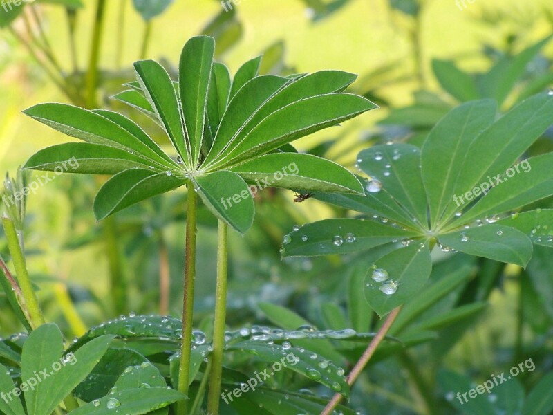 Green Plant Dewdrop Nature Leaf