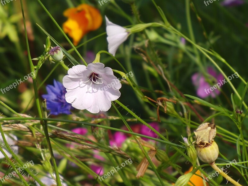 Summer Flowers Flower Meadow Summer Nature Flowers