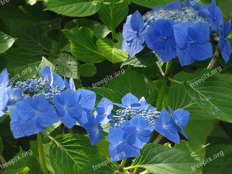 Hydrangea Blue Flower Blue Plant Greenhouse Hydrangea