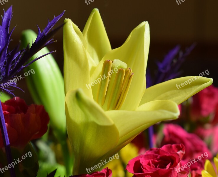 Lily Opening Lily Flower Blossom Bloom