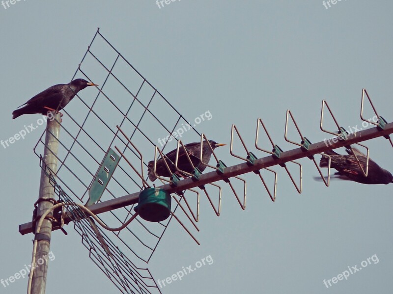 Antenna Birds Fly Starlings Free Photos