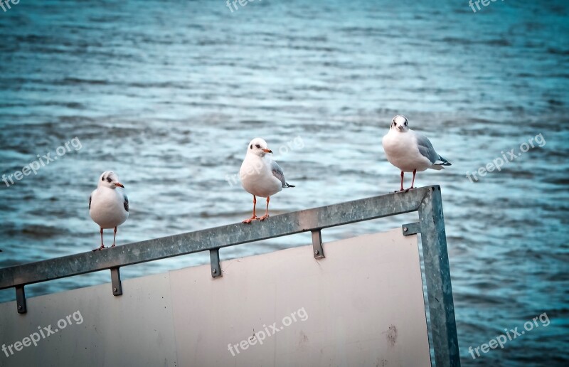 Gulls Birds Water Bird Animal Close Up