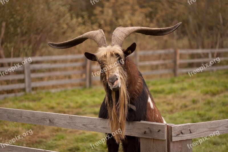 Goat Goat Buck Animal Horns Animal World