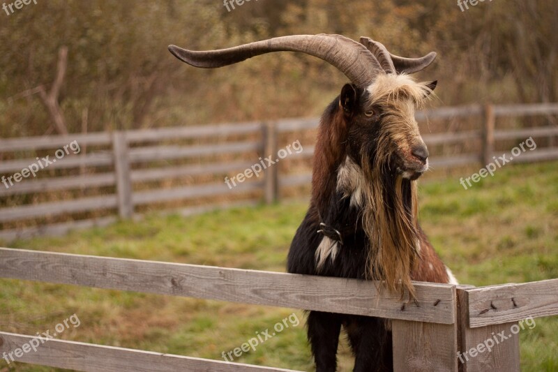 Goat Goat Buck Animal Horns Free Photos