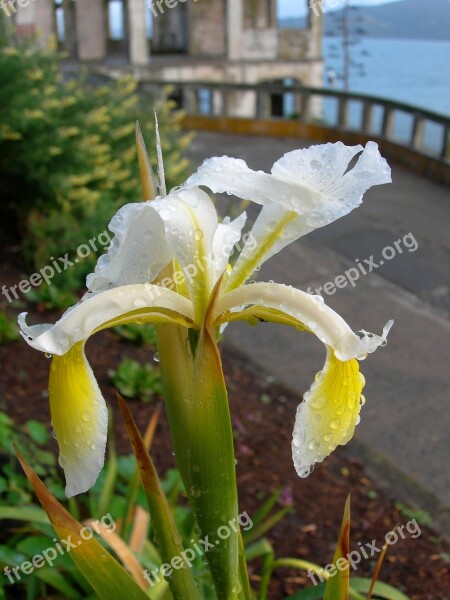 Flower Bearded Iris Blossom Bloom Petals