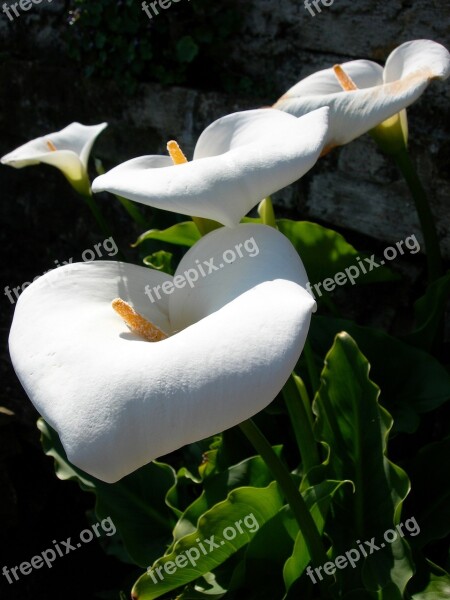 Flowers Calla Lily Blossom Bloom Petals