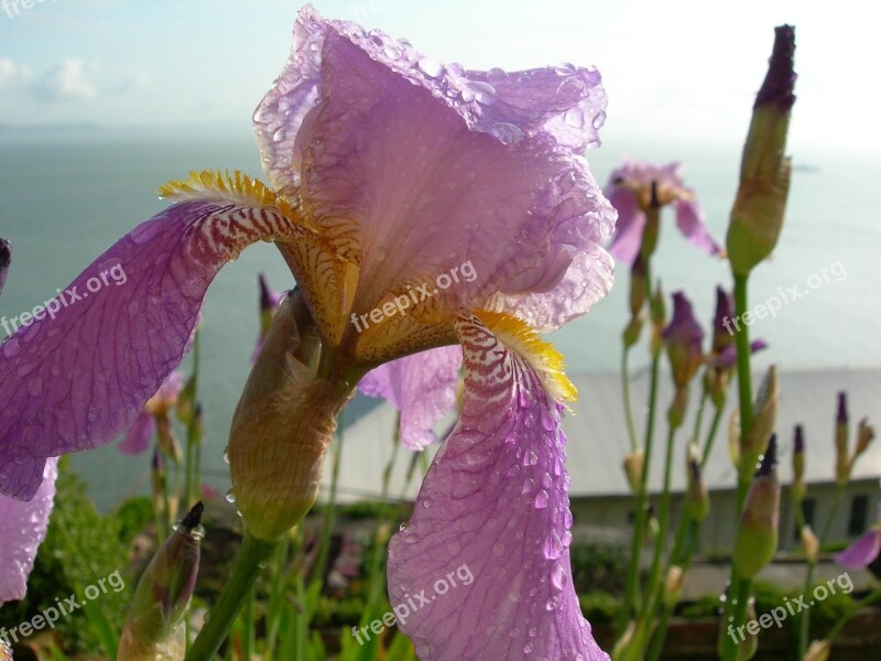 Flowers Bearded Iris Blossom Bloom Petals