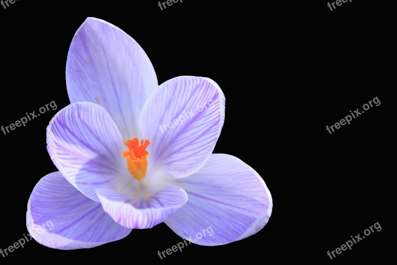 Crocus Blue Blossom Bloom Spring Crocus