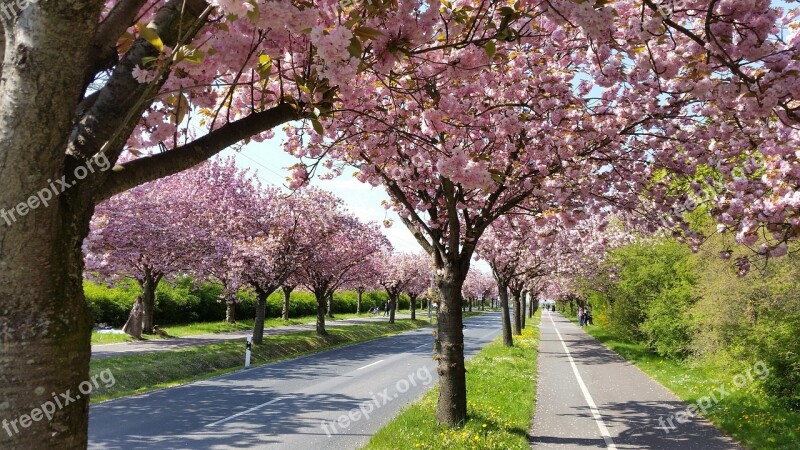 Apple Tree Blossom Spring Magdeburg Wooden Track Flowers