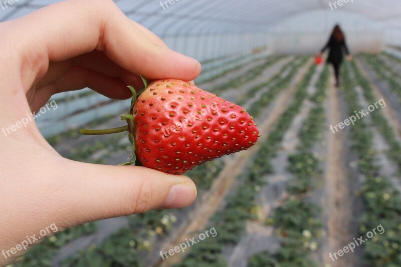 Strawberry Hand Strawberry Greenhouse Free Photos