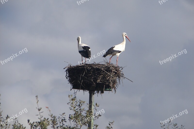 Nest Birds Stork Bird White Stork