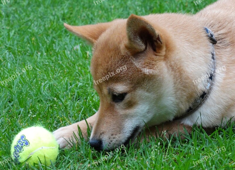 Dog Remote Access Shiba Inu Pet Play