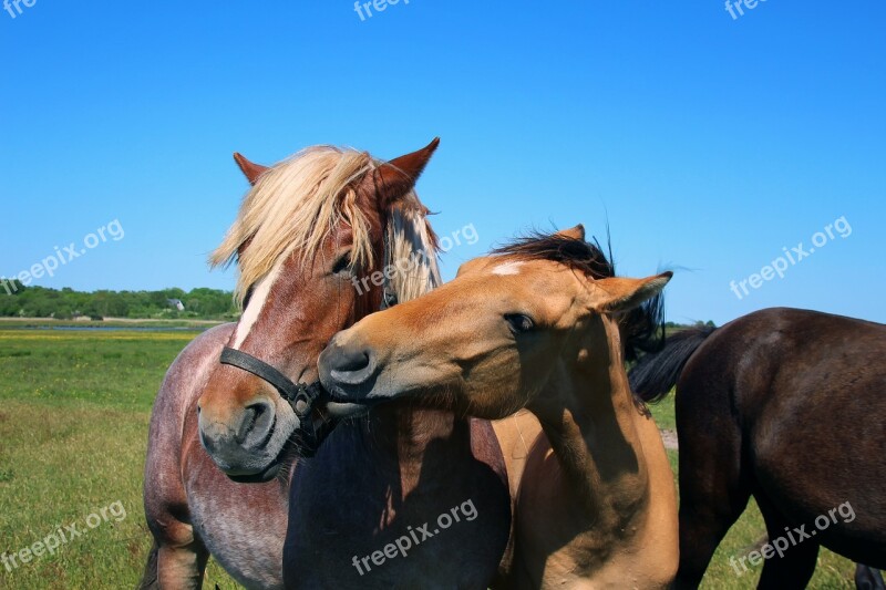 Horses Nature Landscape Sky Blue Sky