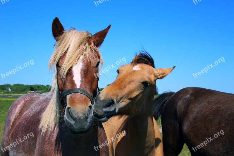 Horses Nature Landscape Sky Blue Sky