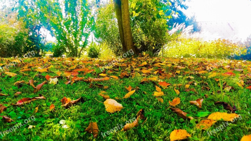 Autumn Leaves Leaf Tree Fall Foliage