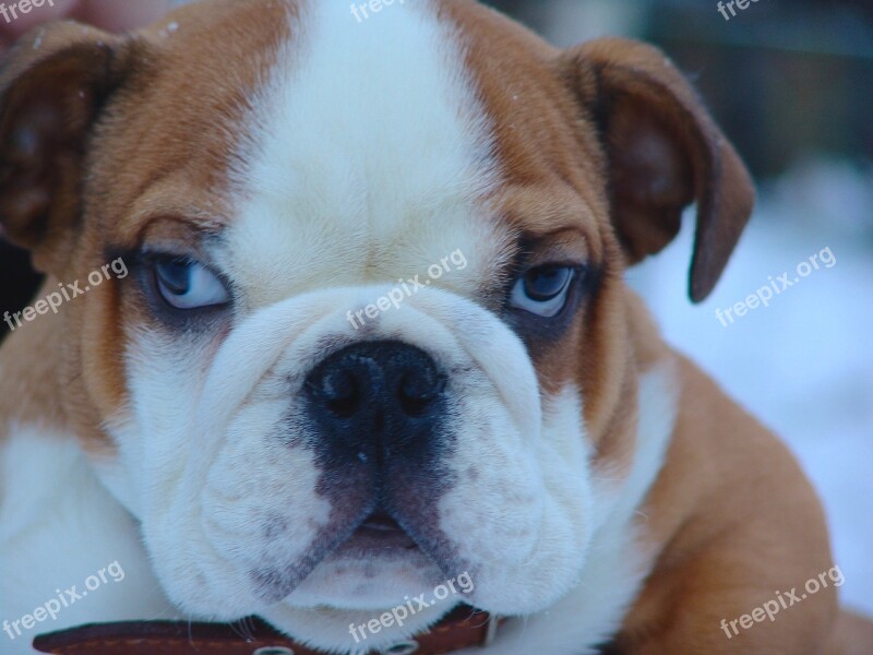 Dog English Bulldog Pets Bulldog Beautiful