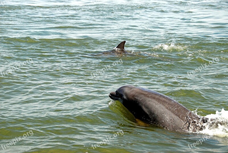 Dolphins In The Wild Wildlife Dolphin Nature Sea