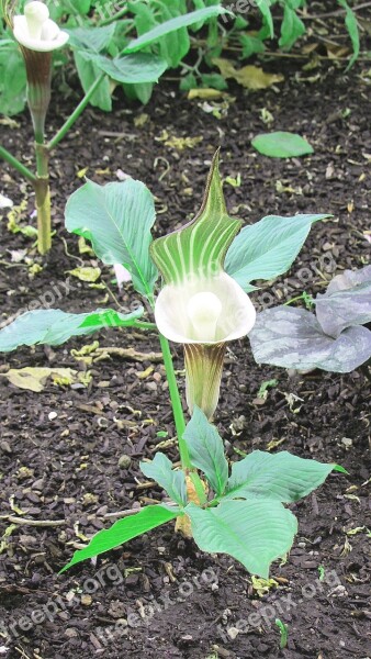 Arum Zantedeschia Calla Free Photos