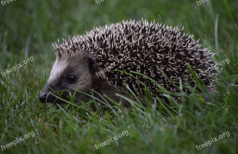 Hedgehog Animal Child Hedgehog In The Grass Free Photos