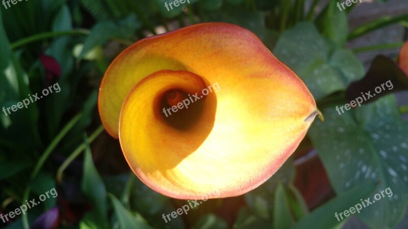 Flower Phi Snail Natural Design Free Photos