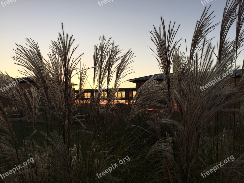 Sunset Grass Midwest Wisconsin Free Photos