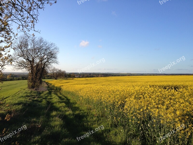 Field Rapeseed Shadow Sunny Landscape