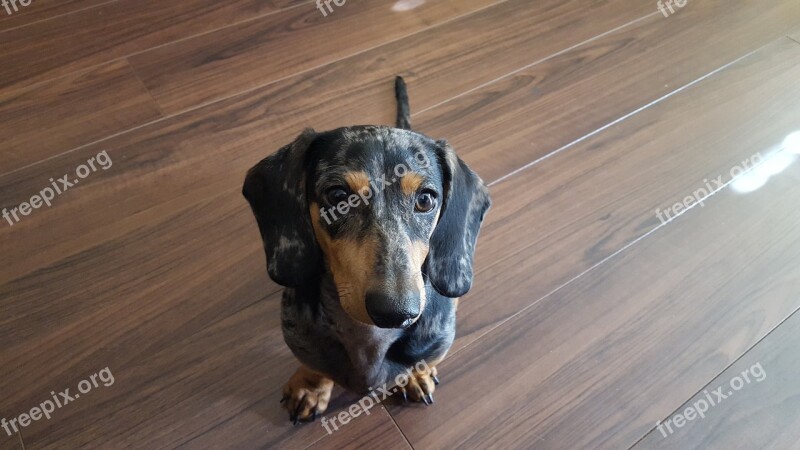 Dachshund Dapple Puppy Free Photos