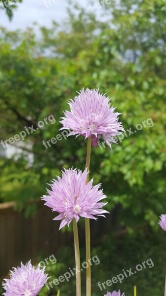 Flowers Chive Flowers Summertime Free Photos