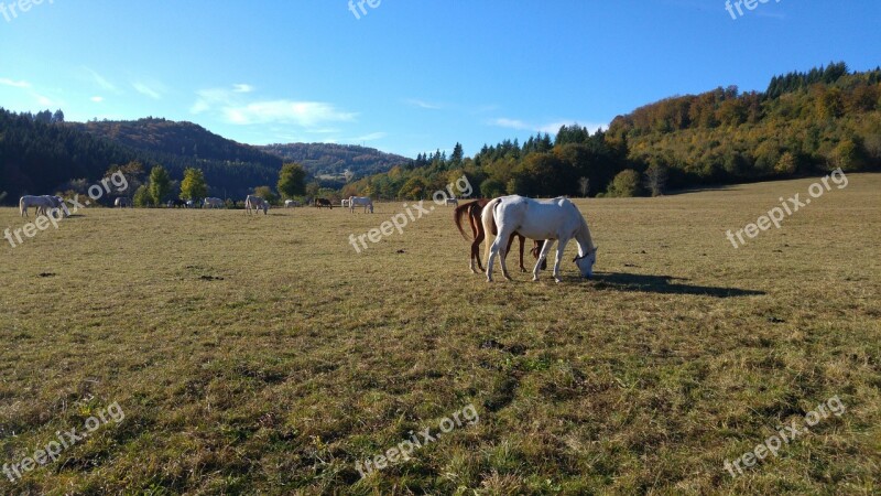 Stud Marbach Mares Free Photos