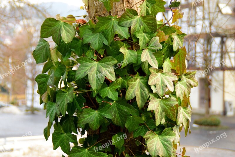 Ivy Green Climber Plant Leaves Common Ivy