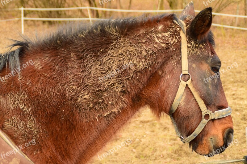 Horse Brown Horse Head Animal Brown Horse