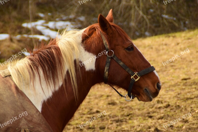 Horse Brown Horse Head Animal Brown Horse