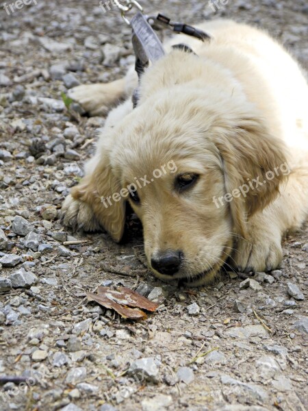 Golden Retriever Puppy Young Dog Purebred Dog