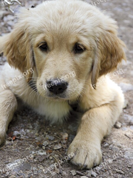 Golden Retriever Puppy Young Dog Purebred Dog