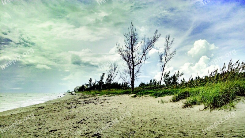 Beach Sand Florida Tree Dune