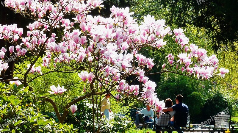 Spring Magnolia Flowers Pink Bud