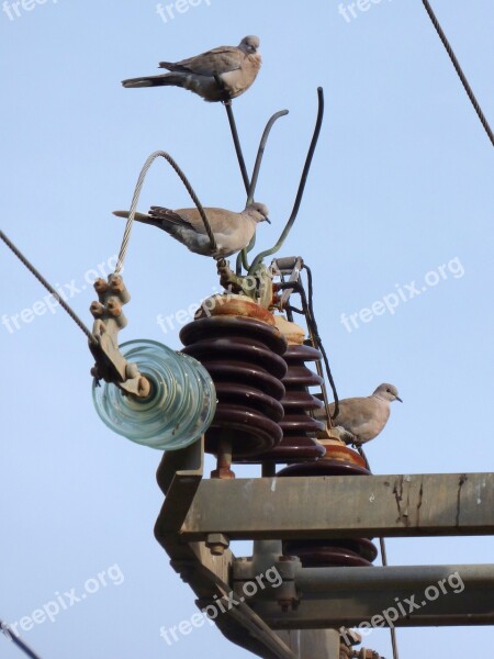 Turtledove Transformer Power Line Insulators Danger